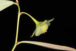 Florida leaf-flower